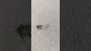 Бронзовка золотистая (Cetonia aurata)