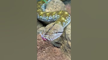 Kayuadi Reticulated Python #shorts #reptiles #pets #pet #animals #snake