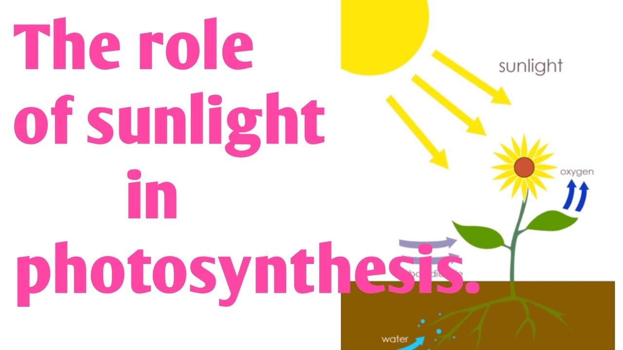 role of sunlight in photosynthesis