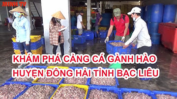 KHÁM PHÁ CẢNG CÁ GÀNH HÀO HUYỆN ĐÔNG HẢI TỈNH BẠC LIÊU