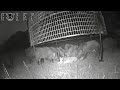 LARGE WILD HOGS GO CRAZY in the BIG PIG TRAP