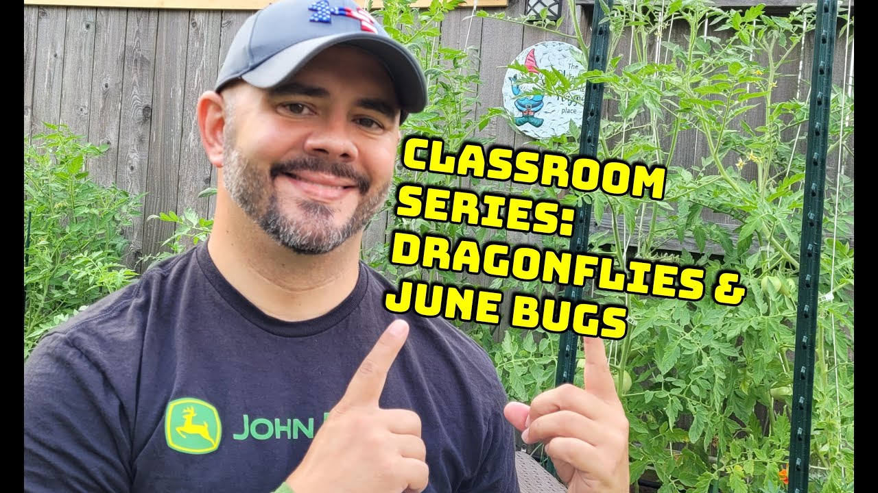 Classroom Series: Dragonflies & June Bugs || Down-Home Backyard Gardening