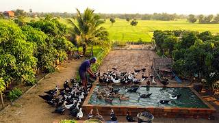 How to Feed Muscovy Ducks Properly π¦ | Duck Farming 101 (Episode 1)