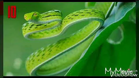 11 most beautiful snakes in the world