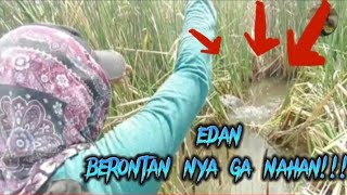 EDAN!!mancing ikan nila di rawa,ikan nila babon,gak ada habisnya