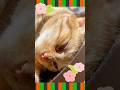 【猫動画】お昼寝タイムが歌舞伎役者すぎる❤️ #かわいい猫 #cat #茶とら猫 #猫の昼寝#歌舞伎