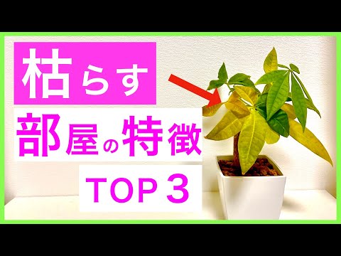 【観葉植物】枯らす部屋の特徴TOP3【あなたは大丈夫？】