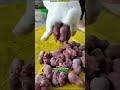 Rabbit birth process