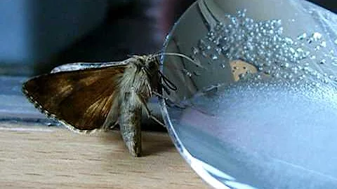 Wie mache ich Zuckerwasser für Schmetterlinge?