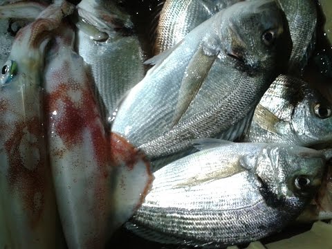 Bolentino alle orate e Tataki ai calamari con Test P-LINE