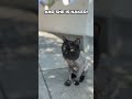 Cat feels naked with new haircut funny.s shorts cats