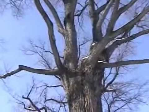 Max Darrington Evaluating Temple Square Trees_Trunks.wmv