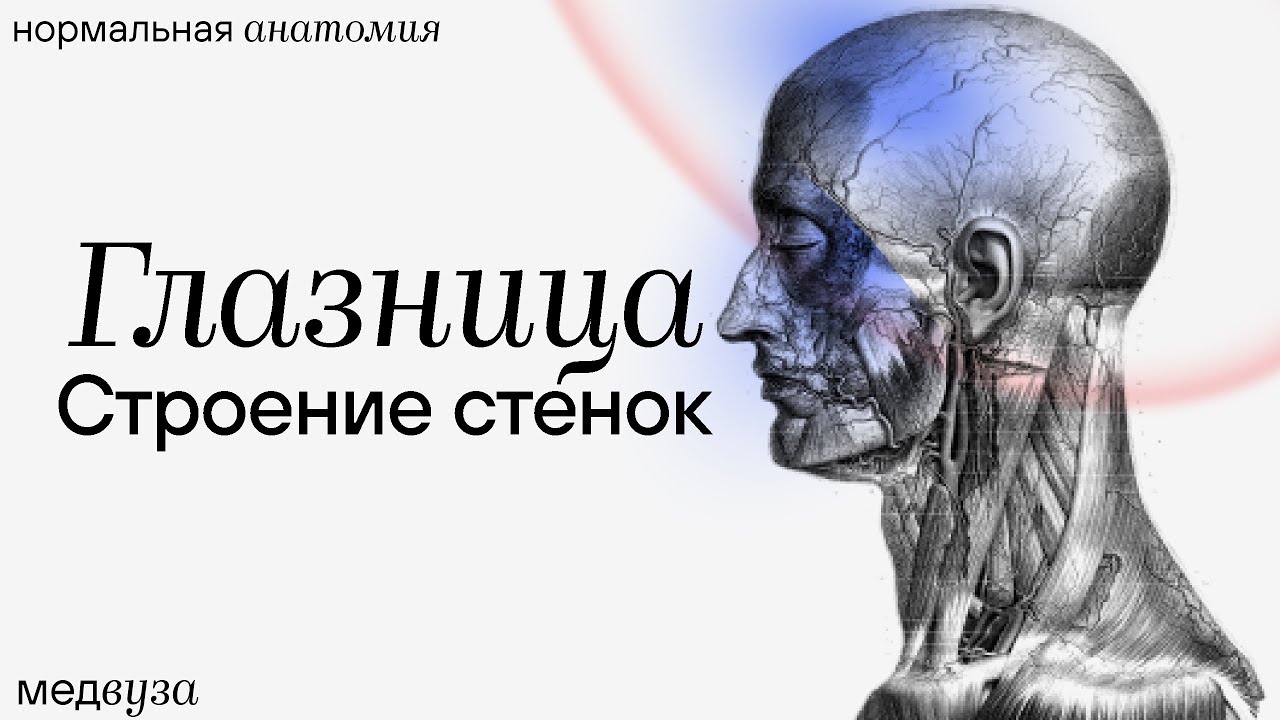 Строение стенок глазницы | Нормальная анатомия | Медвуза - YouTube
