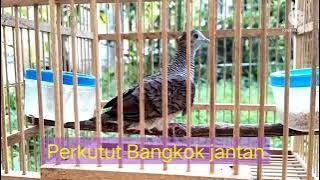 Cara cepat membedakan Perkutut bangkok betina dan jantan | Hobi Perkutut Bekasi