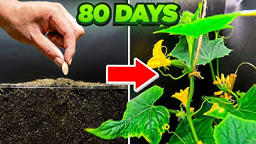 Growing Cucumber Timelapse - Seed To Fruit
