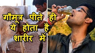 गौमूत्र पीते ही हो जाता है शरीर ऐसा !!! Benefits Of Cow Urine (Gomutra) गौमूत्र के फायदे