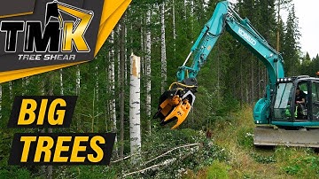 Cutting Big Trees With The TMK 400 // TMK Tree Shear