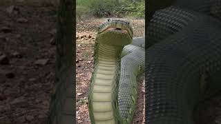 Big Anaconda Chase - PART 3 🐍 #shorts #snakegame