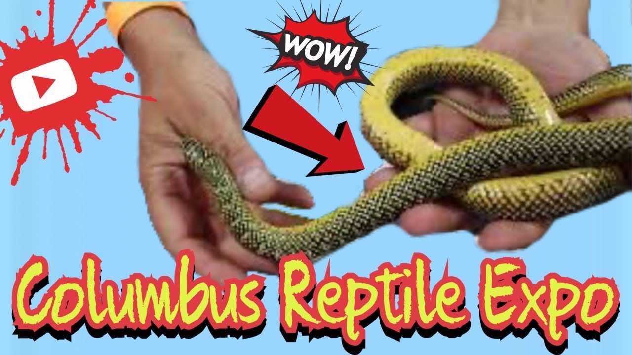May 2021 - All Ohio Reptile Expo - YouTube