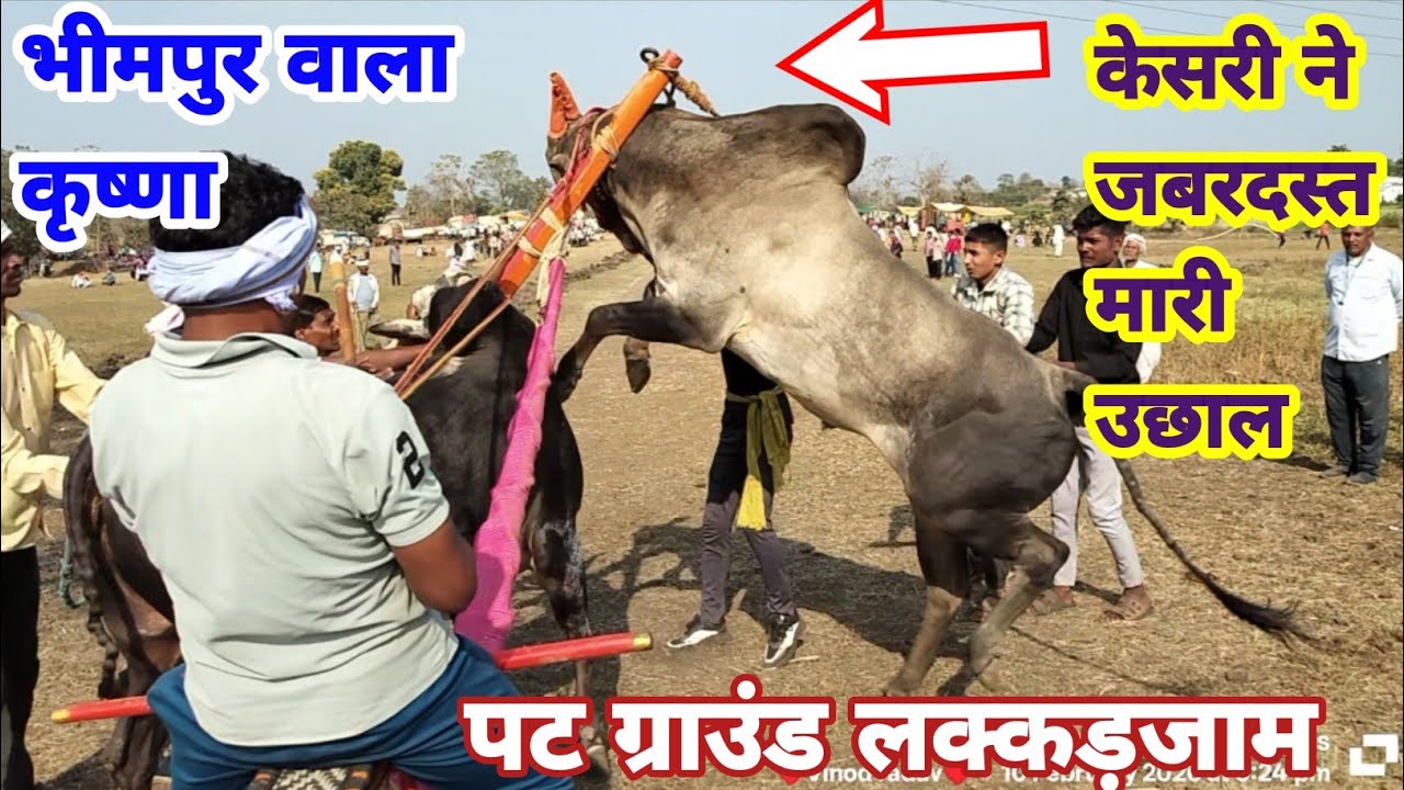 दहशत कींग केसरी आणि भीमपुर वारीढाना कराँचा कृष्णा।पट प्रतियोगिता लक्कड़जाम।
