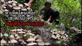 หาเห็ดโคนจังหวัดราชบุรีอำเภอผึ้งหมู่เดียวได้อย่างเยอะขุดไม่หวันไม่ไหว