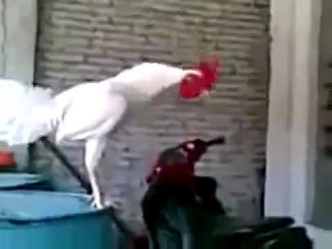 GALLO RIENDO - YouTube