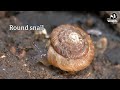 Slugs and snails