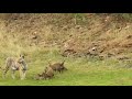 Tigress T6 Playing with Cubs