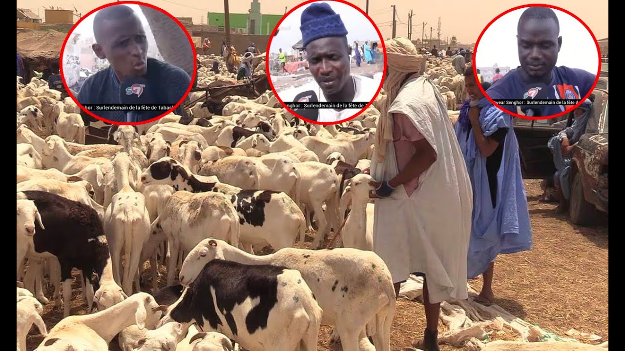Tabaski 2024: les moutons « invendus », les éleveurs crient leur désarroi 