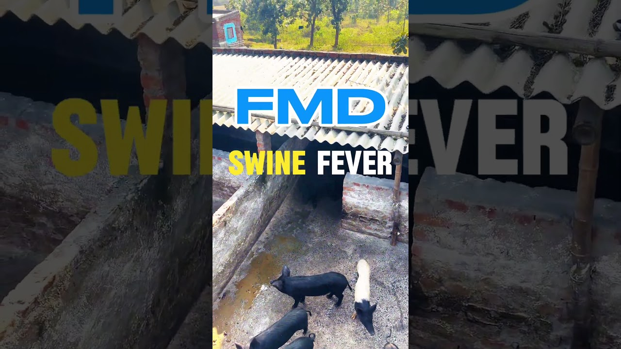 सुअर फार्म में खाना दाना की जानकारी होना अनिवार्य है । 