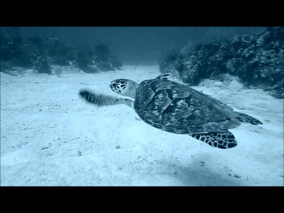 world medicine Help de zeeschildpadden van de Cayman Turtle Farm!