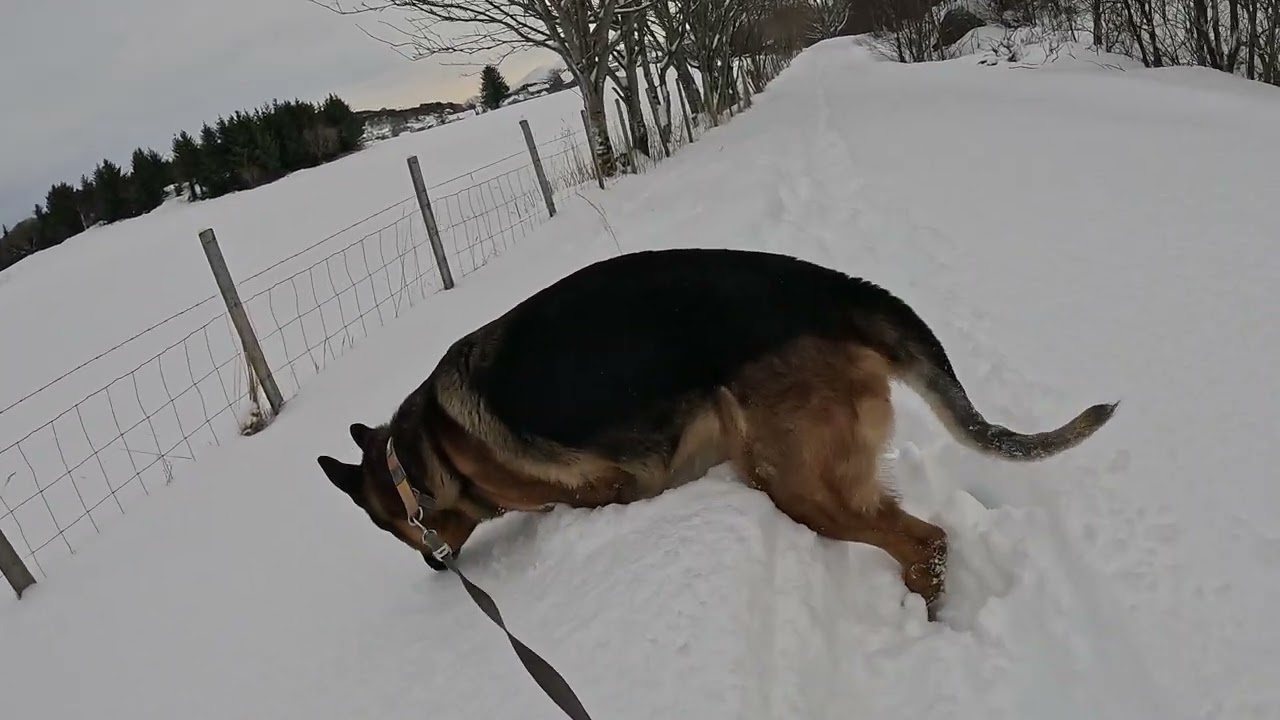 German shepherd on walkin in deep snow.  Eros på tur.15.02.2026. welcome to winter land. -1 degrees