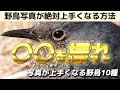 野鳥写真が絶対上手くなる方法と初心者が撮るべきおすすめの野鳥10種