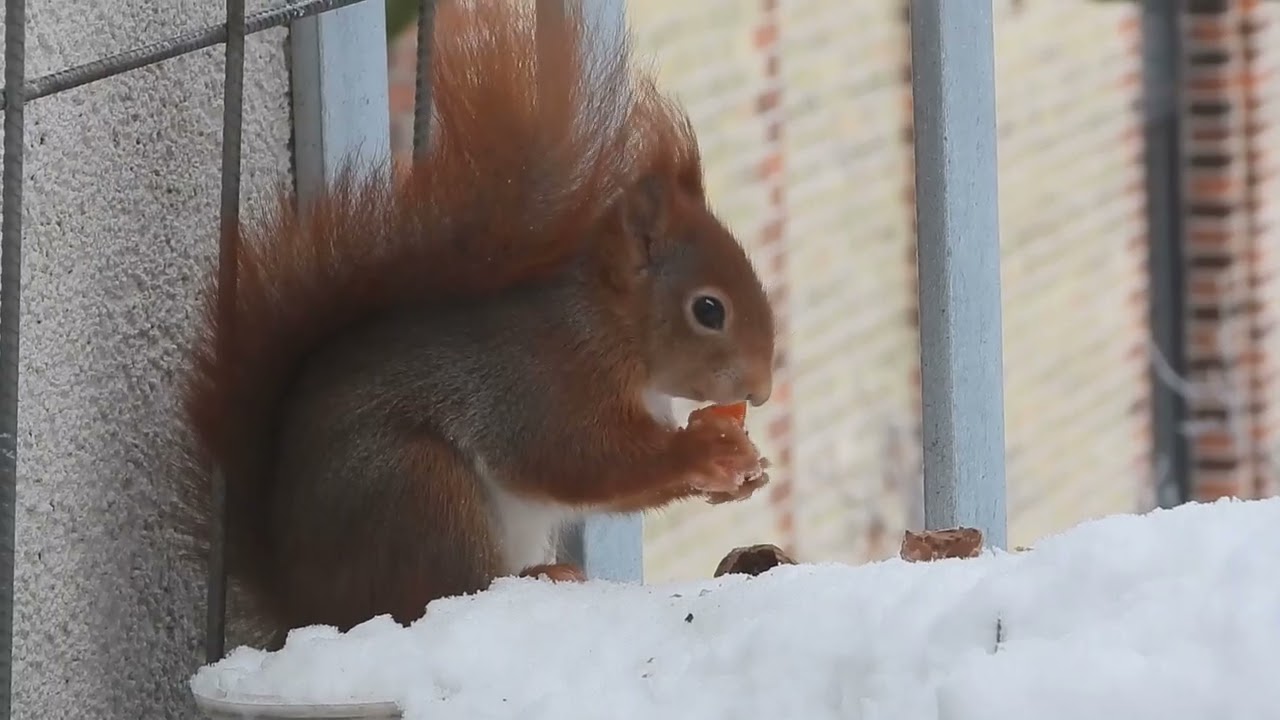 Möhrchen gefrostet...auch lecker 😋 