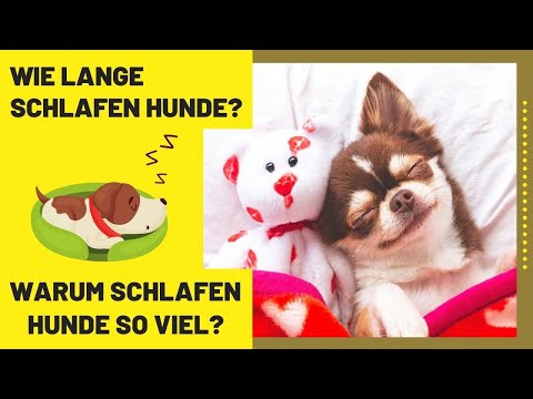 Video: Mein Hund kaut auf Baseboards