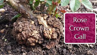 Rose Crown Gall @FraserValleyRoseFarm