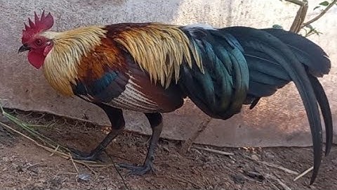 qaib qus f2 qua zoo2 02097436930.