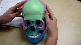 State Tech's Medical Radiologic Technology program Net Worth