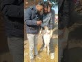 बाख्रा लाई कृत्रिम गर्भाधान गर्दै