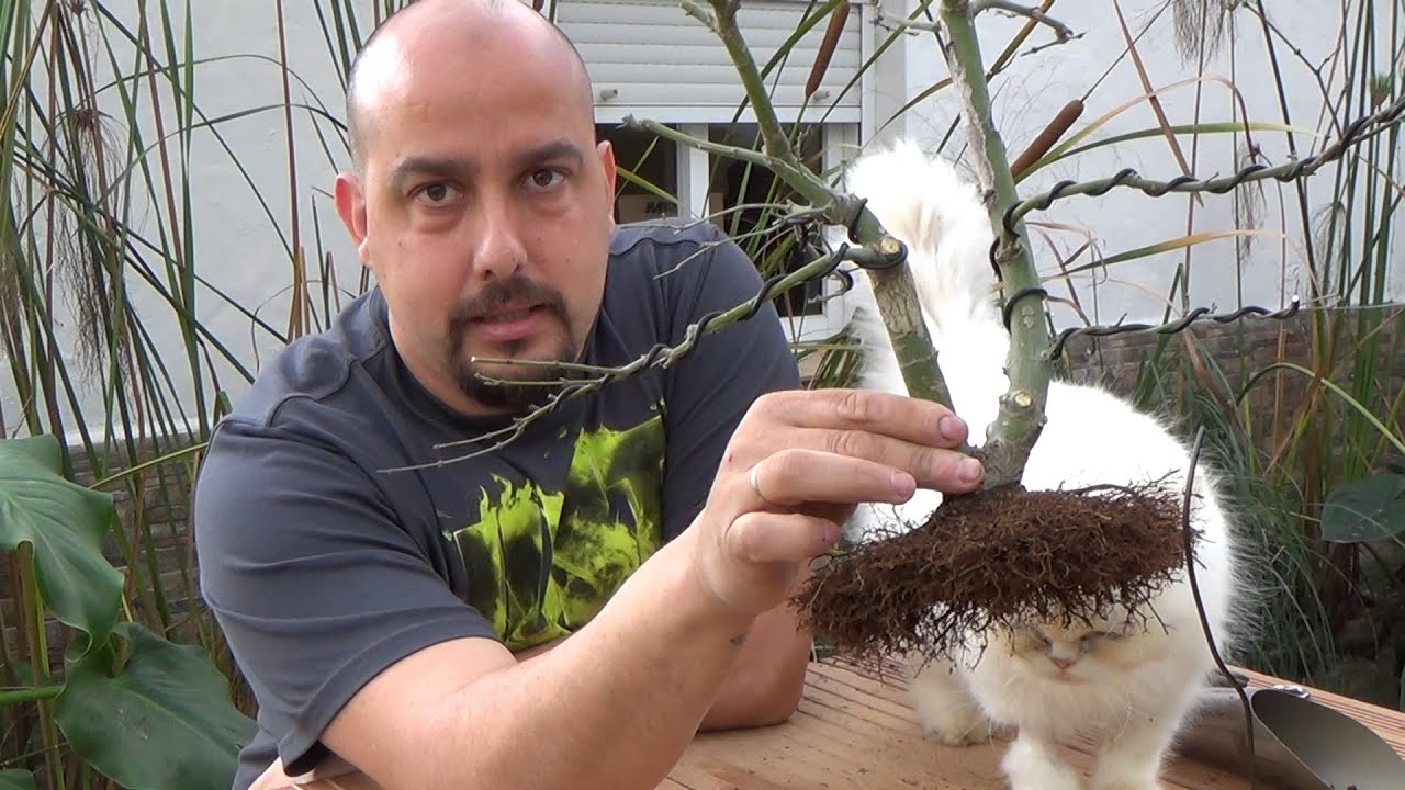 Plantado de arce palmatum sacado de acodo aéreo