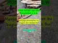 Tampil rapi ala Rosululloh s.a.w #status #story #quotes #shorts #hadith #nasehat #nabi #muhammad