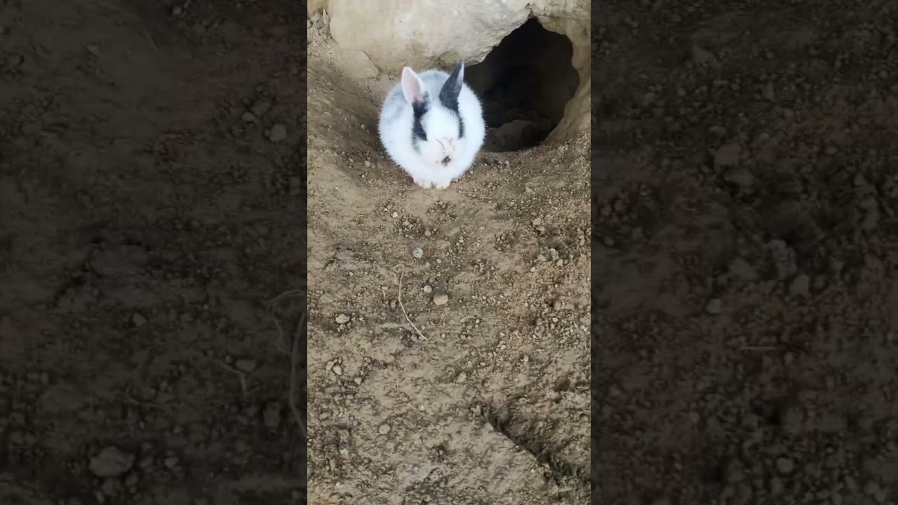 Thoda thoda pyaar ♥️ trending viral short video 😃