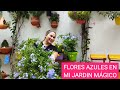 FLORES AZULES EN MI JARDÍN plumbago.