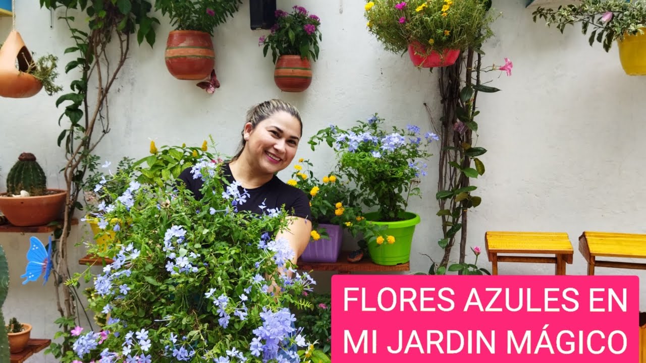 FLORES AZULES EN MI JARDÍN plumbago.
