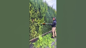 Máy cắt tỉa cây cảnh hàng rào #bonsai #bonsaitree #caycanh #caycanh #thinhhanh