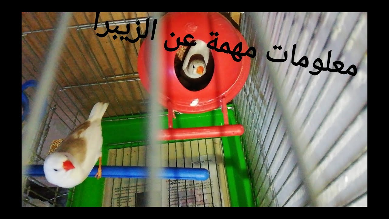 #مدة حضن البيض عند الزيبرا ومانفعله عند خروج فراخ الزيبرا من العش ومعلومات مهمة عن فراخ الزيبرا