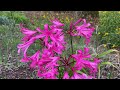 x Amarine (Amaryllis x Nerine) - brilliant flowers for the fall garden #bulbs