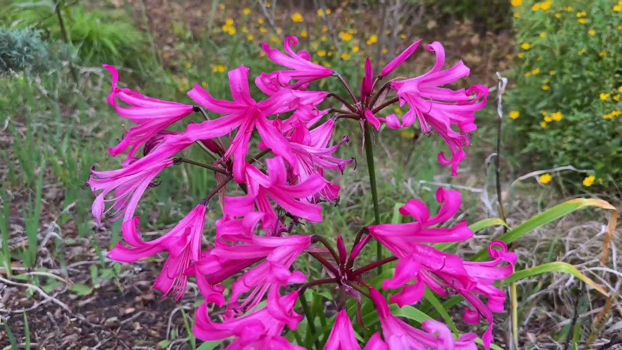 アマリネページ　オーダーページ x Amarine (Amaryllis x Nerine) - brilliant flowers for the fall