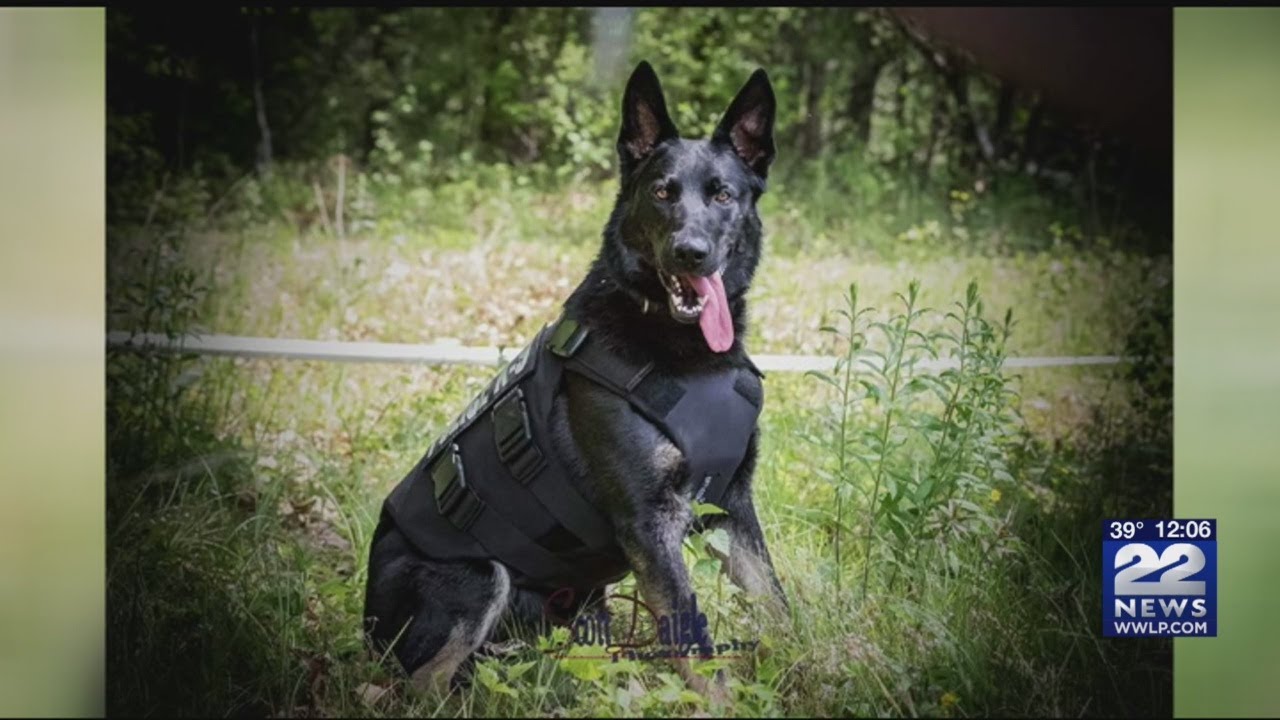 Longmeadow police dog Kai receives 'Healthcare for K9 Heroes' grant YouTube