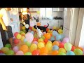 YÜZLERCE BALON DOLU EVE KÖPEKLERİ SALMAK! (Tyson,Marla,Sofia)